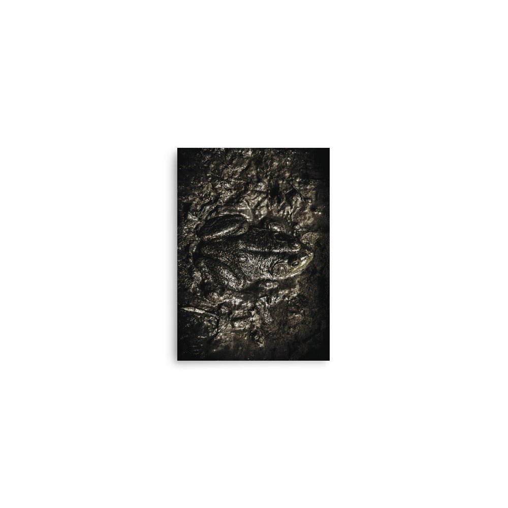 Awakening in the Mud – Bullfrog Fine Art Print (Unframed