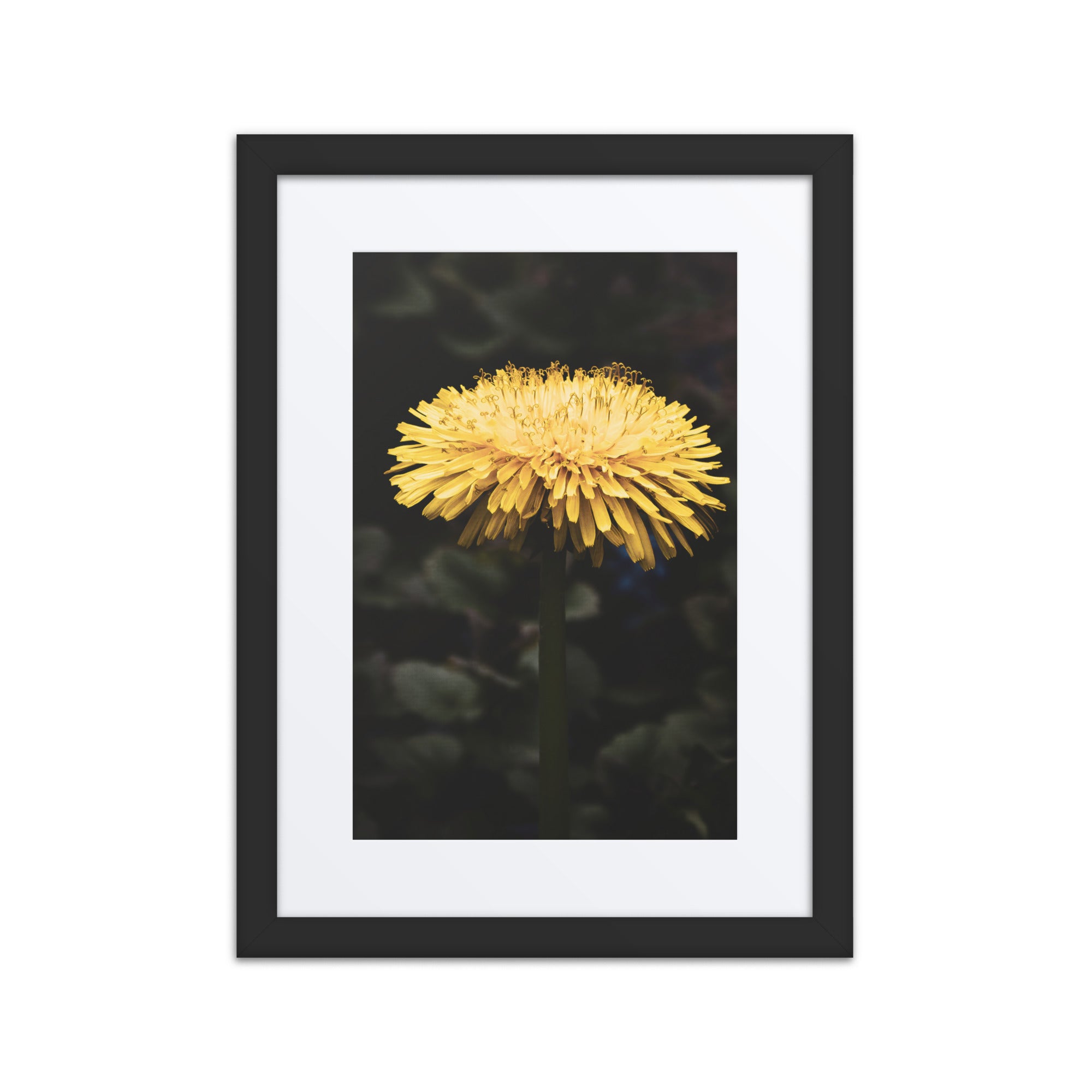 A Light in the Dark – Dandelion Print (Framed) – William F. Aicher