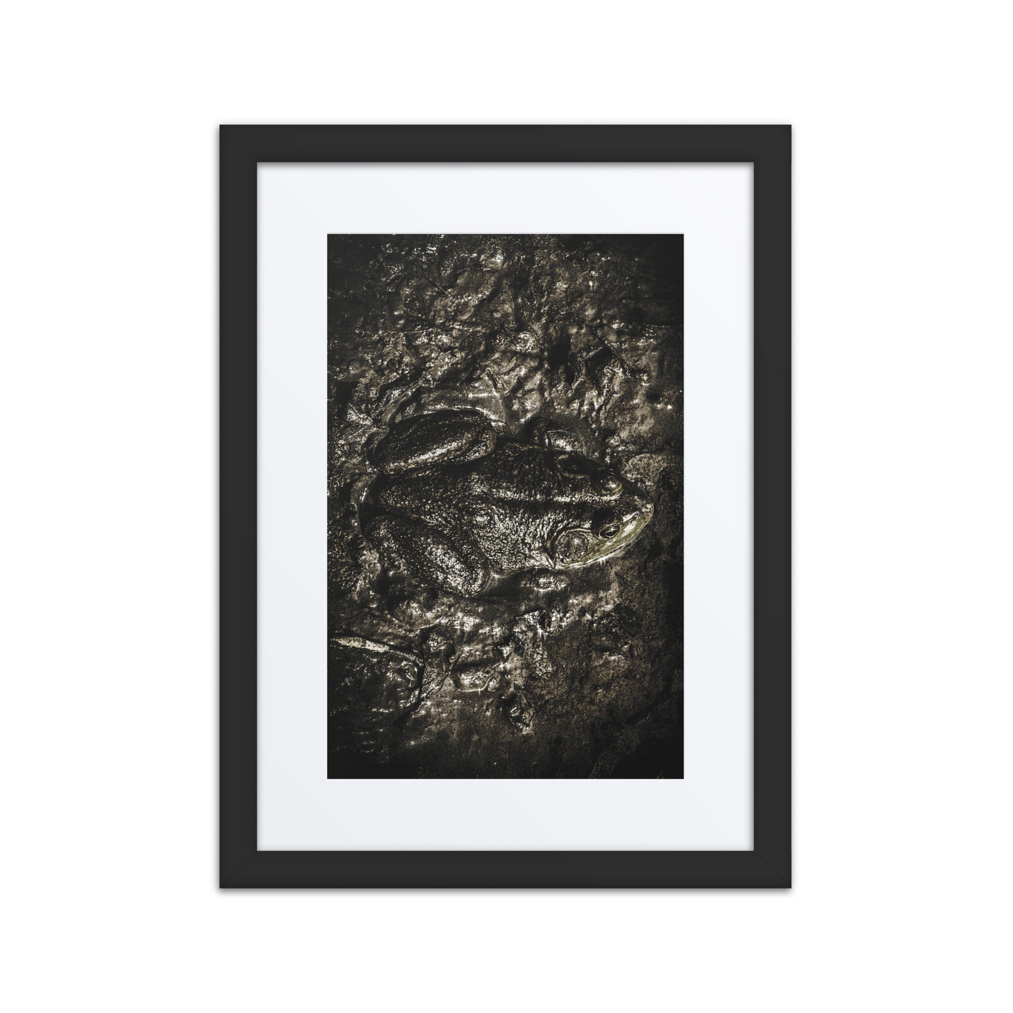 Awakening in the Mud – Bullfrog Fine Art Print (Framed) – William