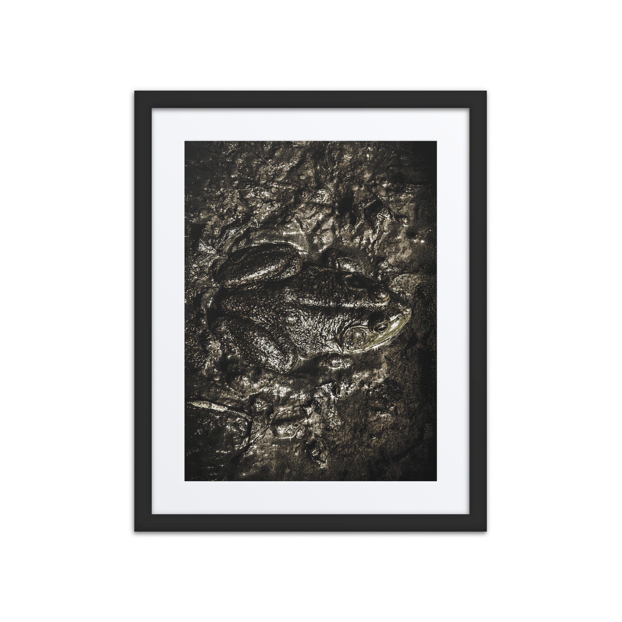 Awakening in the Mud – Bullfrog Fine Art Print (Framed) – William